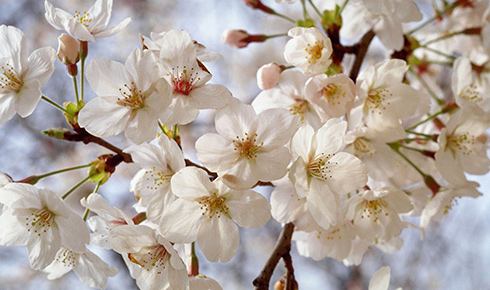 Sakura